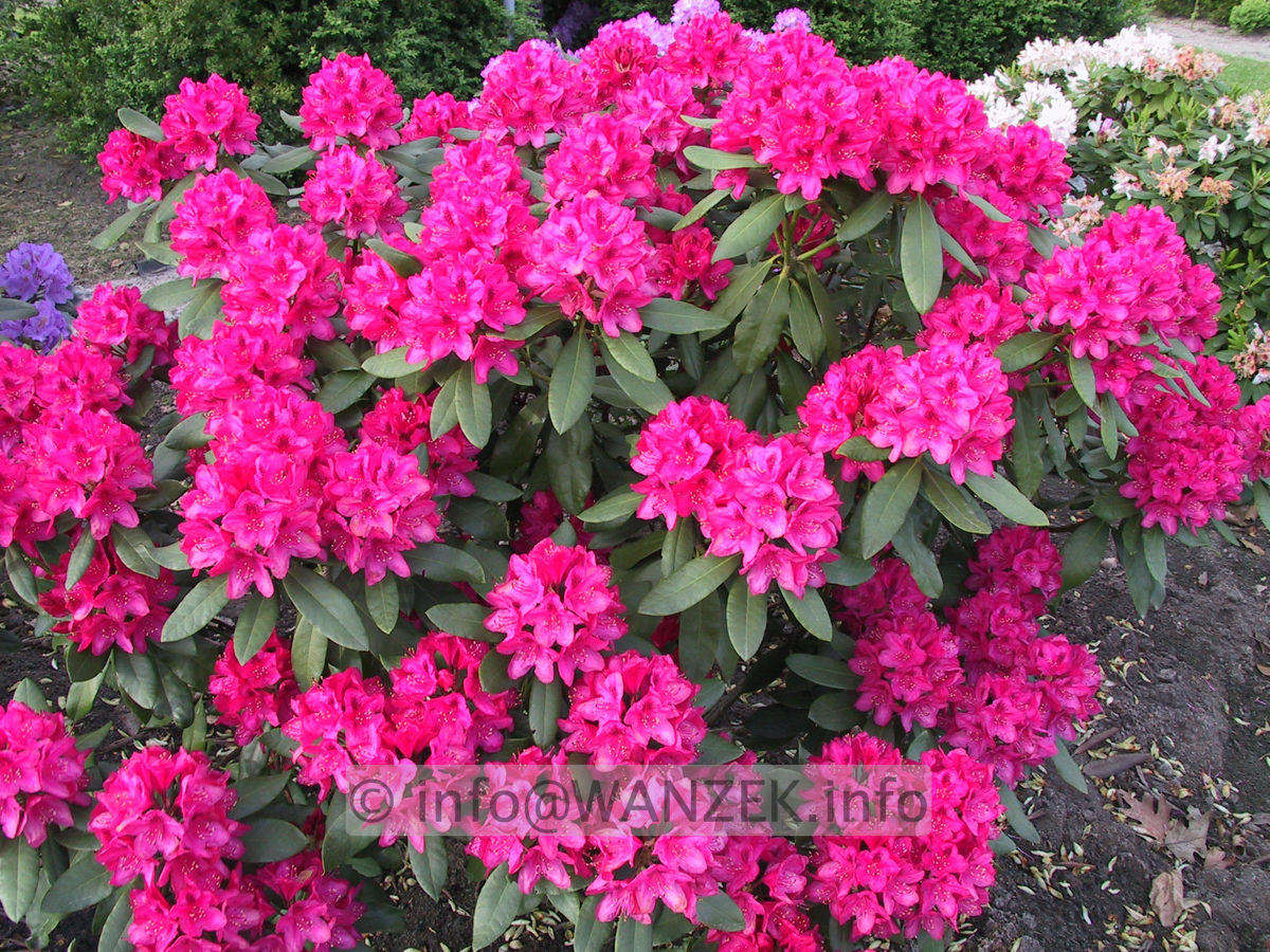 Rhododendron Nova Zembla 01.JPG